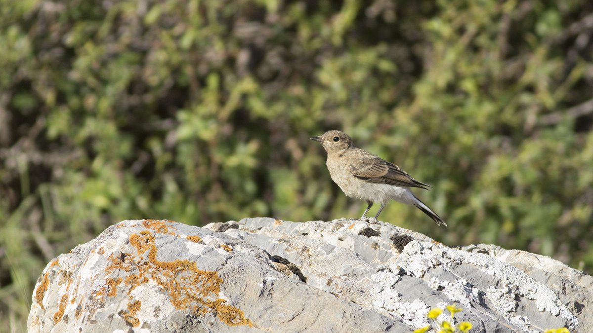 Northern Wheatear
